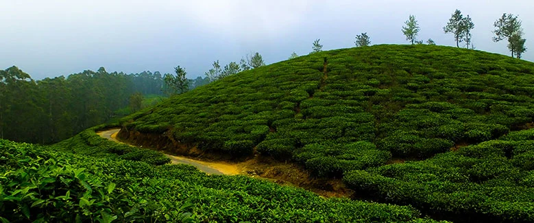 3N4D Kerala Budget Honeymoon - 2