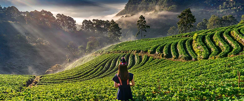 3N4D Kerala Standard Honeymoon Package - 3