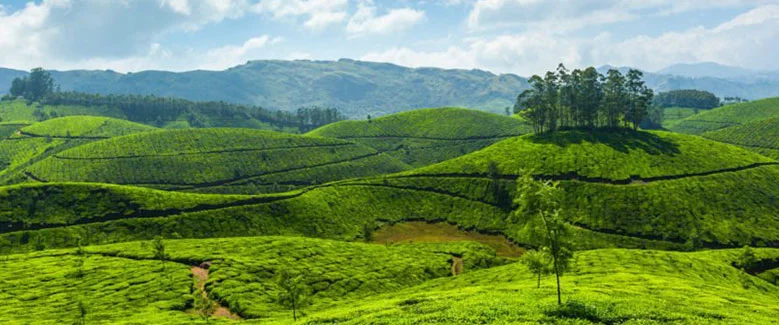 4N5D Premium Kerala Hills & Backwater Resort - 3