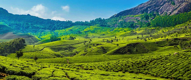 4N5D Kerala Tree House Package - 2