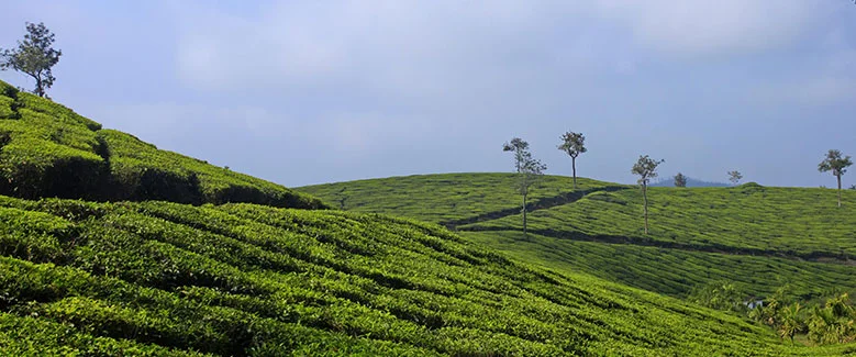 4N5D Kerala Romantic Honeymoon - 2