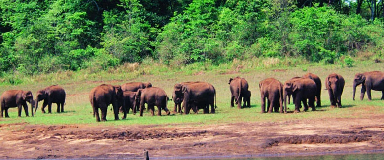 6N7D Kerala Standard Holiday - 4