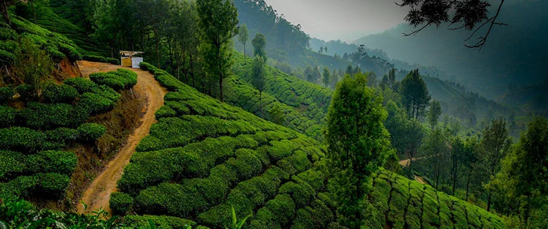 4N5D Kerala Premium Private Pool Package - 2