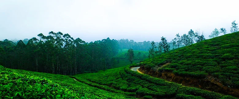 7N8D Kerala Premium Holiday Package - 3