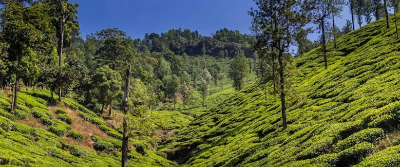 2N3D Ooty Tour Package - 3