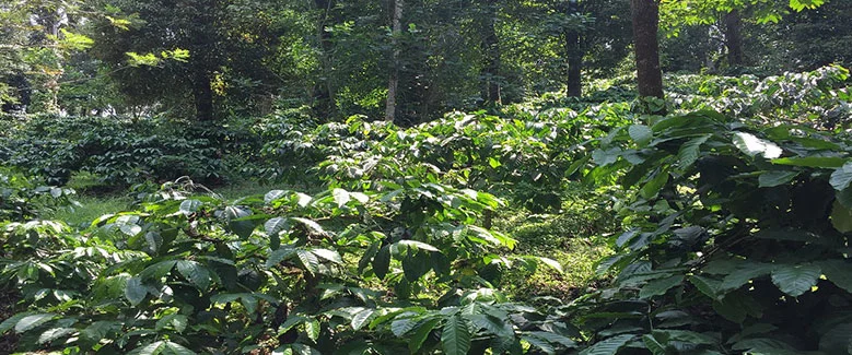 2N3D Coorg Tour Package - 3