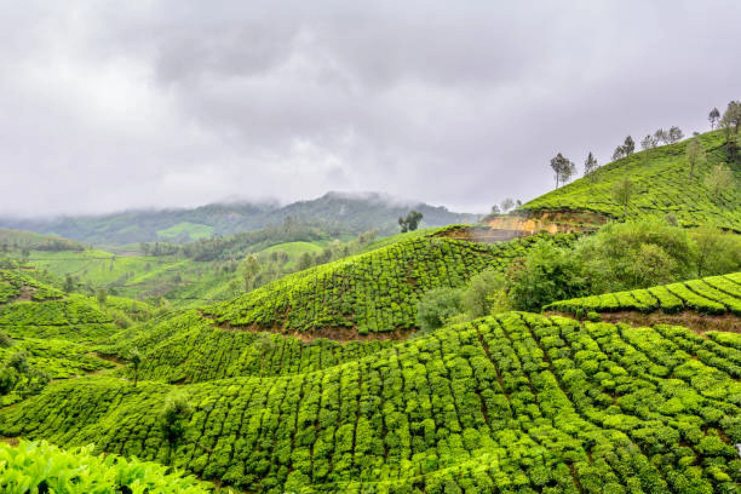 3N 4D WAYANAD PACKAGE - 2