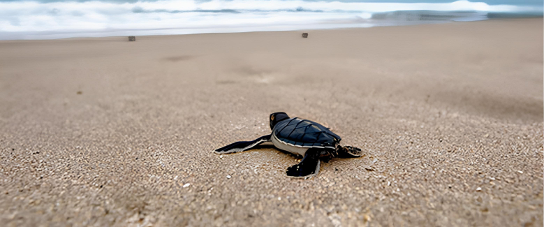 Sri Lanka Package - 4