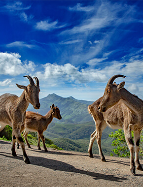 3N4D Kerala Standard Honeymoon Package - 1